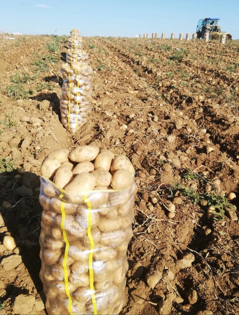 картошка  в Махачкале и Республике Дагестан